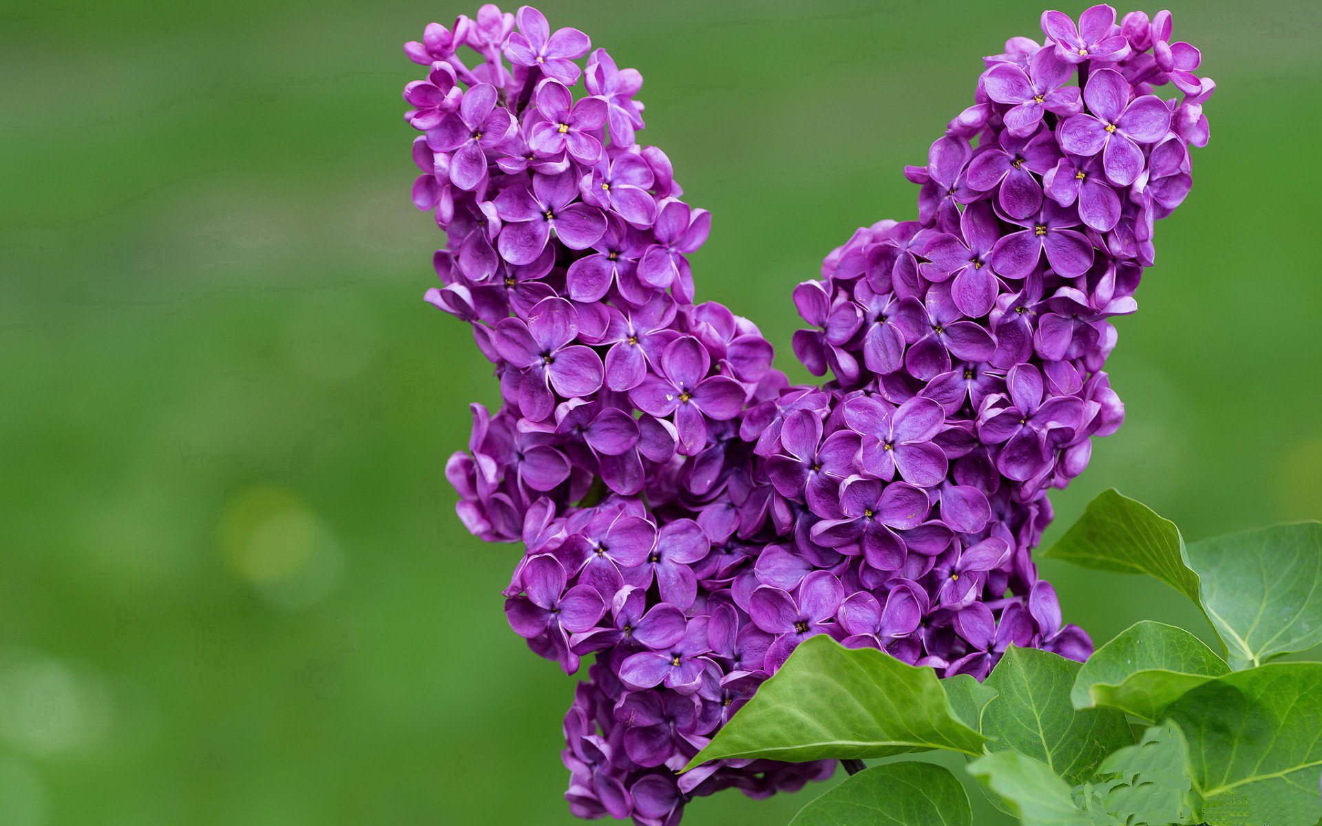 星空体育app官方下载-Cole Palmer决赛双响,成为切尔西新核心,bv切尔西