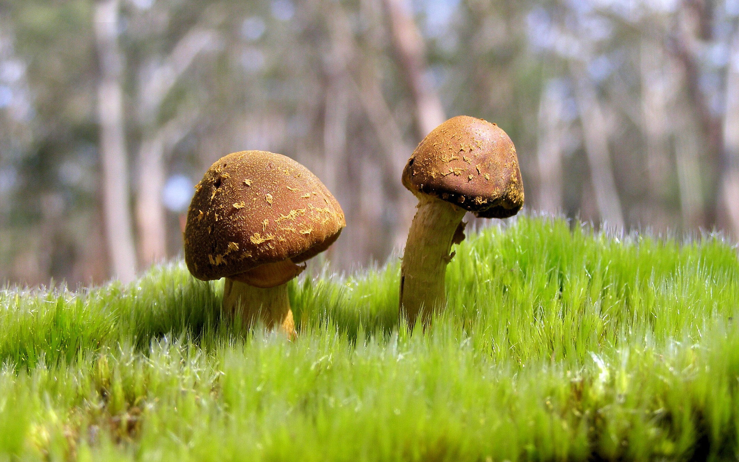 星空体育中国-巴特尔为袋鼠队带来稳定防守，成为后防核心，nba巴特尔