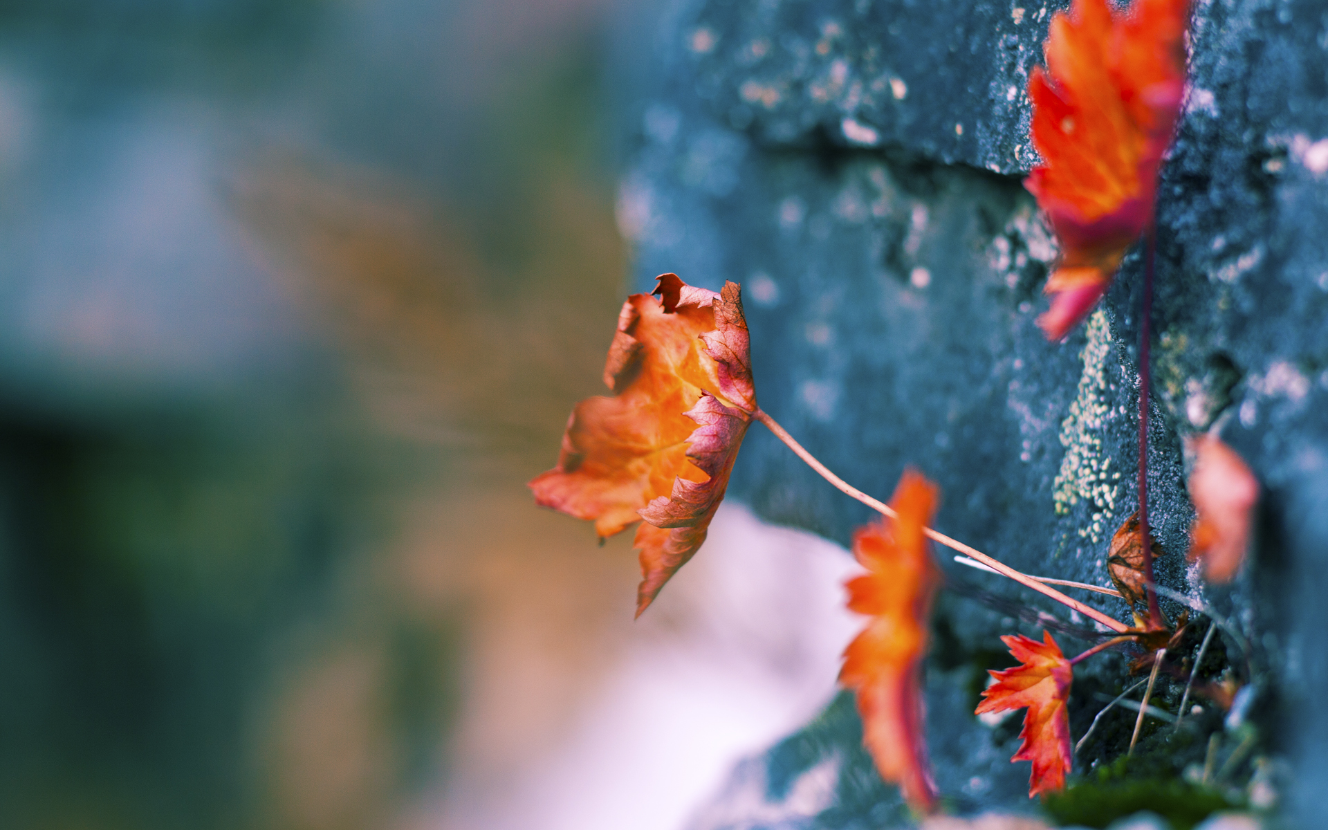 星空体育中国-掘金本赛季助攻次数排名联盟前三,2021掘金队