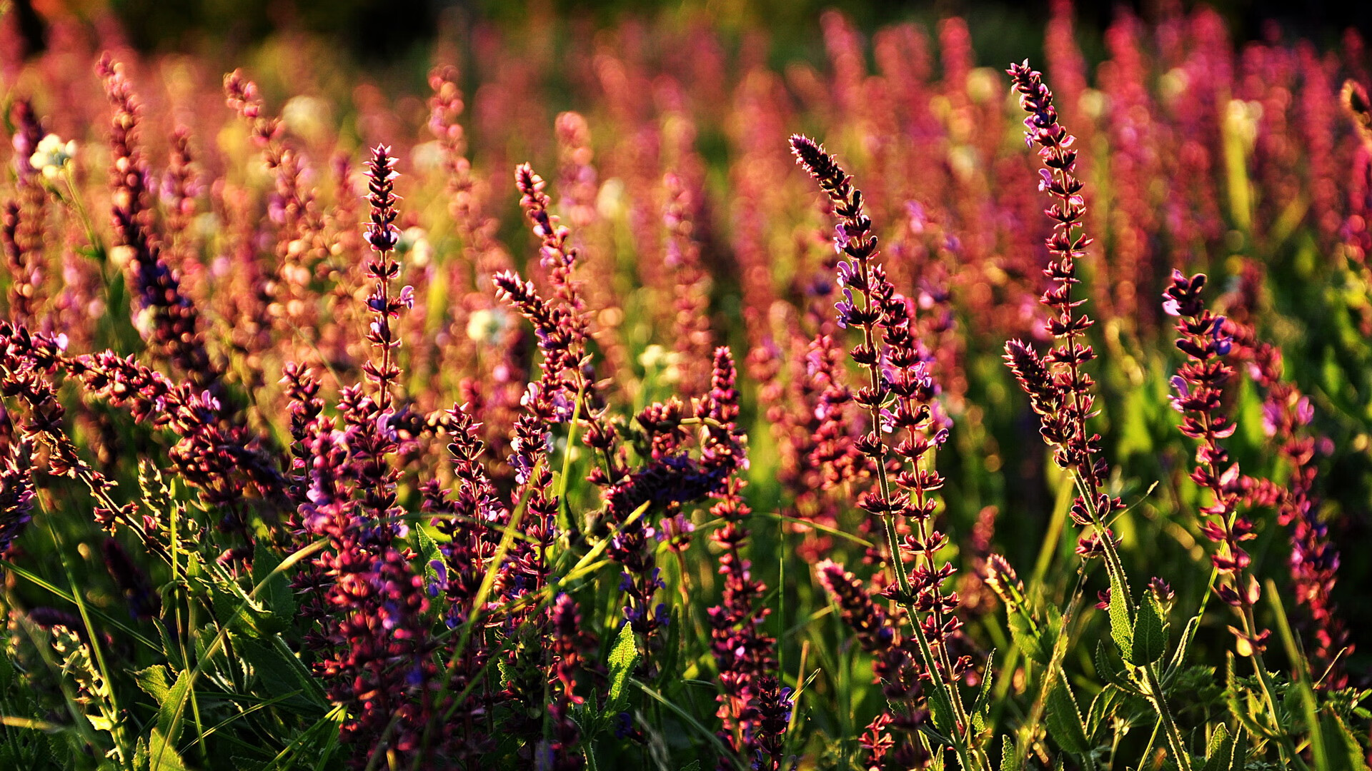 星空体育登录入口-篮网组织封闭战术演练提升传导球速度,篮网队战术手册